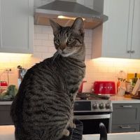 It's So Fluffy Pet Bakery ico