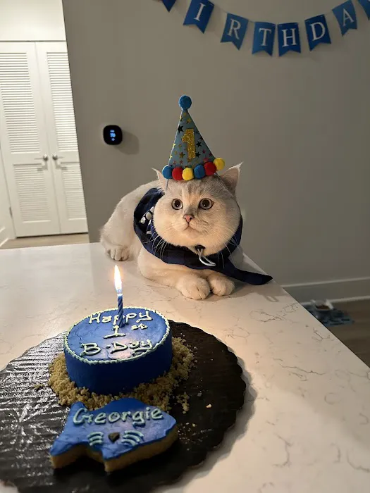 It's So Fluffy Pet Bakery Picture 5