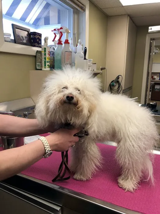 East Longmeadow Animal Hospital Picture 1