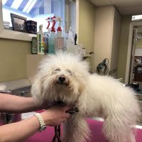 East Longmeadow Animal Hospital ico