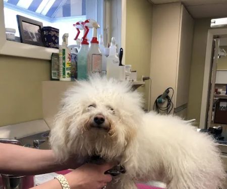 East Longmeadow Animal Hospital