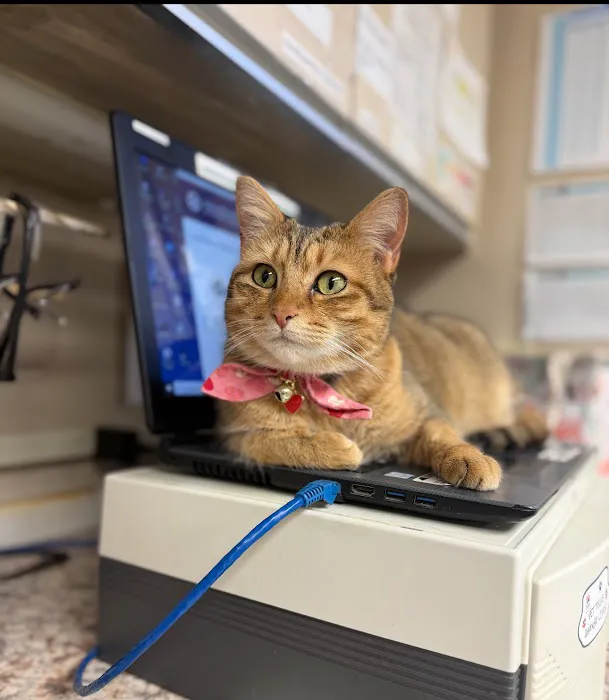 East Longmeadow Animal Hospital Picture 7