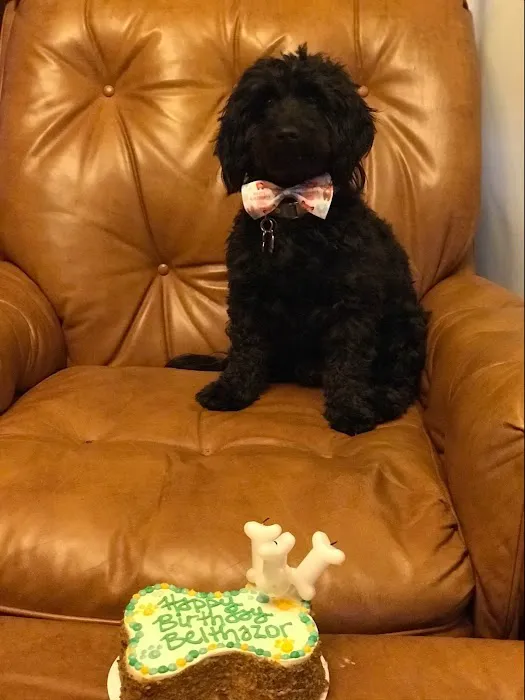 Happy Dog Barkery Picture 4