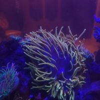 The Little Reef Shop ico