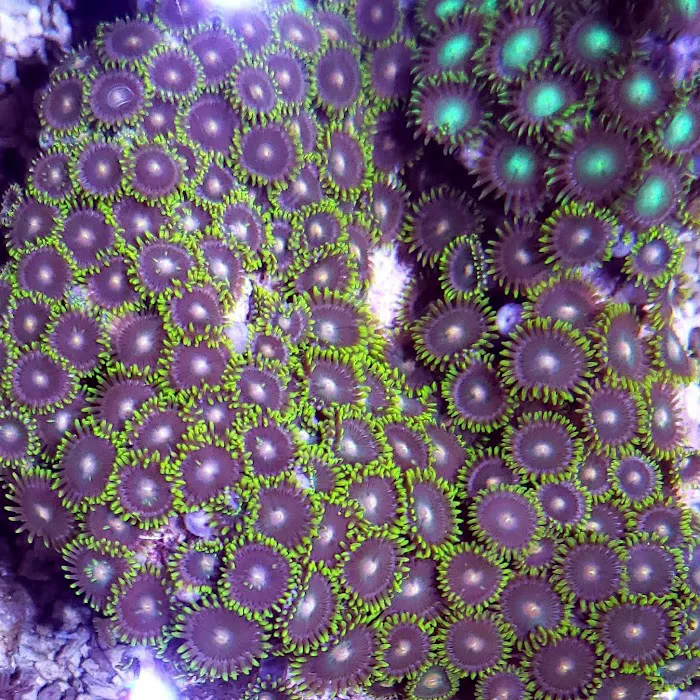 The Little Reef Shop Picture 8