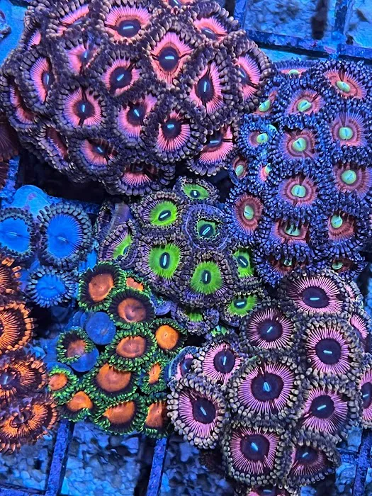 The Little Reef Shop Picture 7