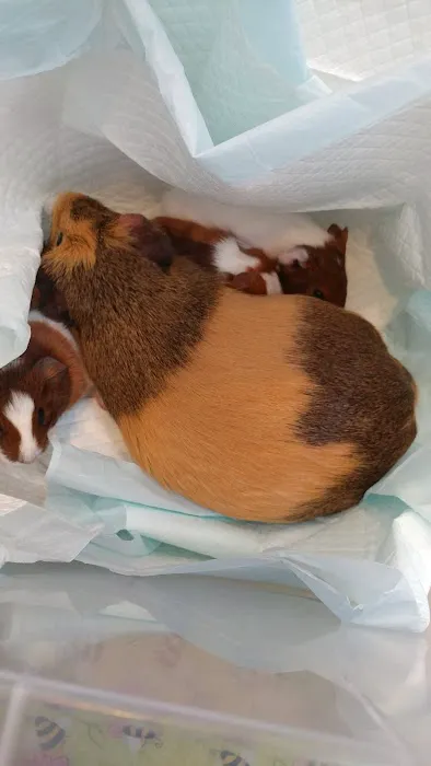 Loyalhanna Veterinary Clinic Picture 10