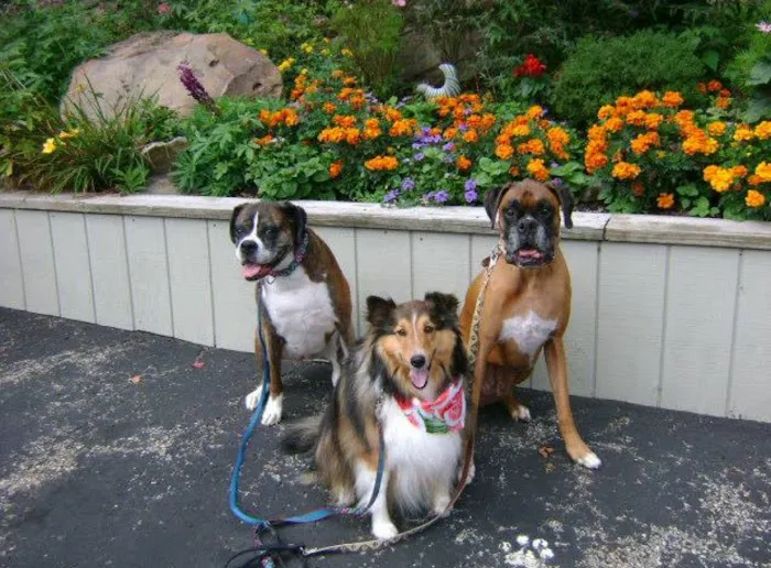 Loyalhanna Veterinary Clinic Picture 2