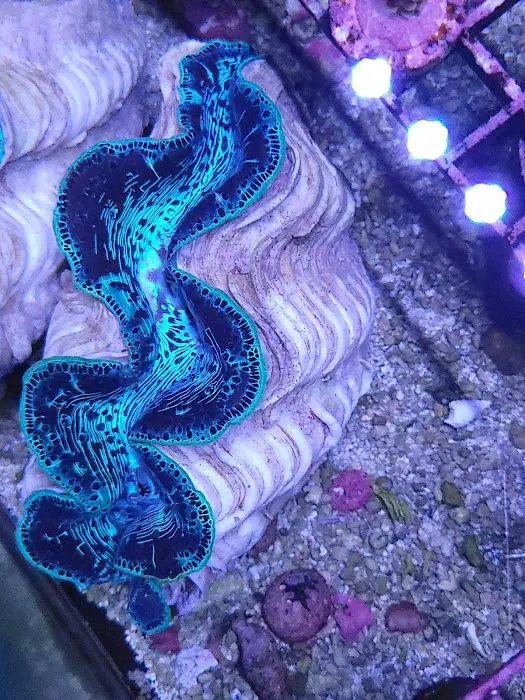 Aquariums Done Wright (Aquarium Service) Picture 4