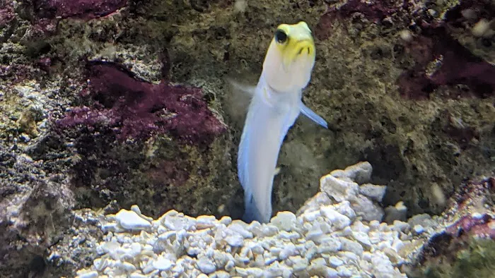 Aquariums Done Wright (Aquarium Service) Picture 3