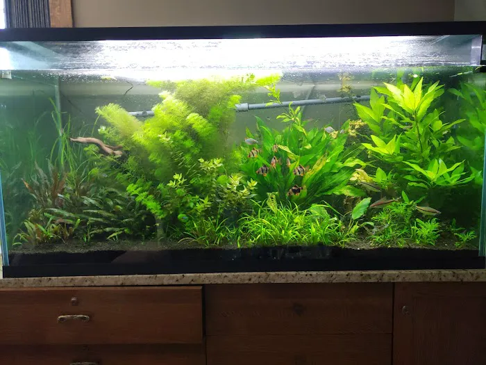 Aquariums Done Wright (Aquarium Service) Picture 1