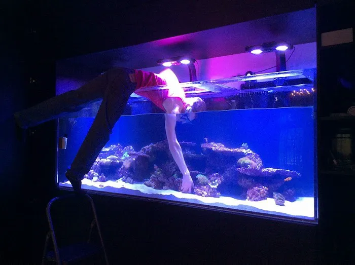 Aquariums Done Wright (Aquarium Service) Picture 6