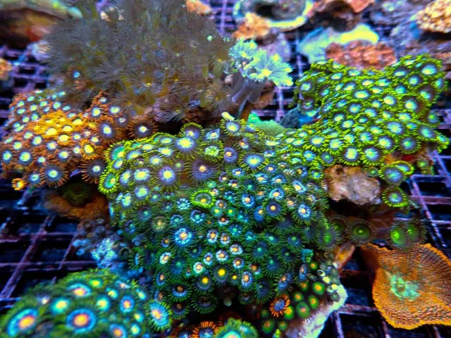 Aquariums Done Wright (Aquarium Service) Picture 9