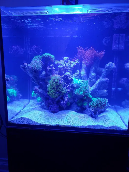 Aquariums Done Wright (Aquarium Service) Picture 7