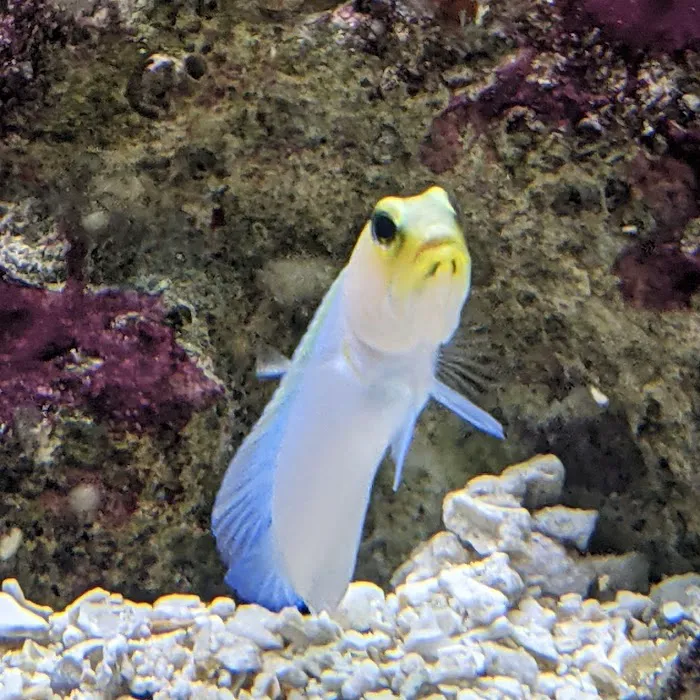Aquariums Done Wright (Aquarium Service) Picture 8