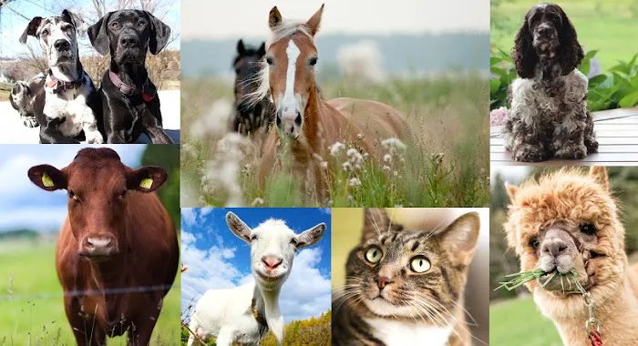 Vought Veterinary Services LLC Picture 6