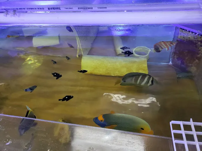 Ocean Reef's Den (ORD) Aquatics Picture 1