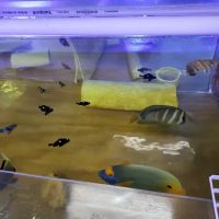 Ocean Reef's Den (ORD) Aquatics ico