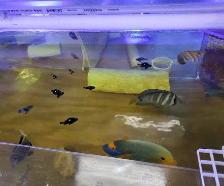 Ocean Reef's Den (ORD) Aquatics
