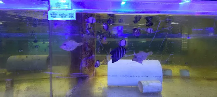 Ocean Reef's Den (ORD) Aquatics Picture 7