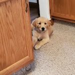 Ridgeview Veterinary Clinic
