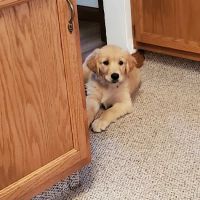 Ridgeview Veterinary Clinic ico