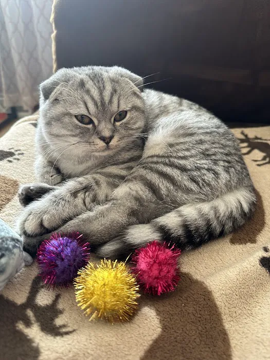 MeoWoof Kittens Picture 5