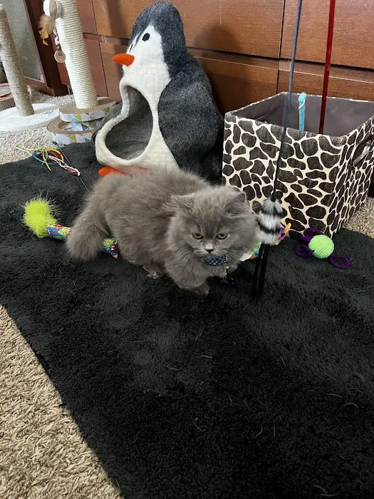 MeoWoof Kittens Picture 2