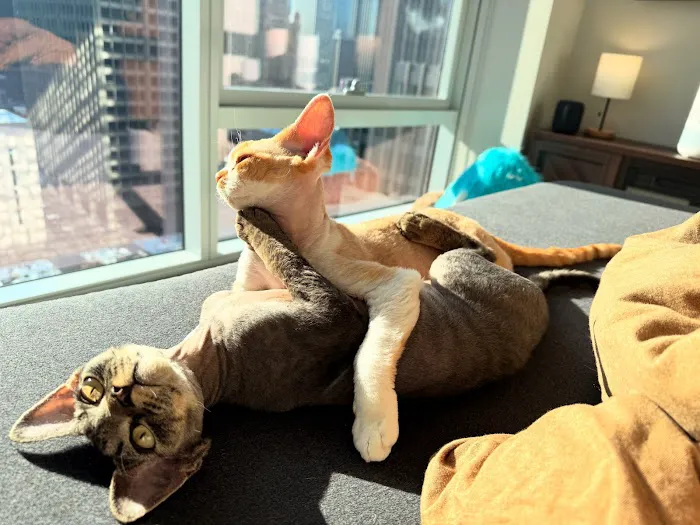 MeoWoof Kittens Picture 8