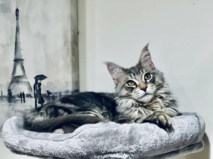 MeoWoof Kittens Picture 6