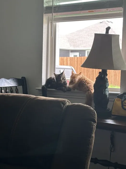 MeoWoof Kittens Picture 1