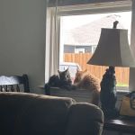 MeoWoof Kittens