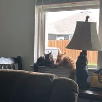 MeoWoof Kittens ico