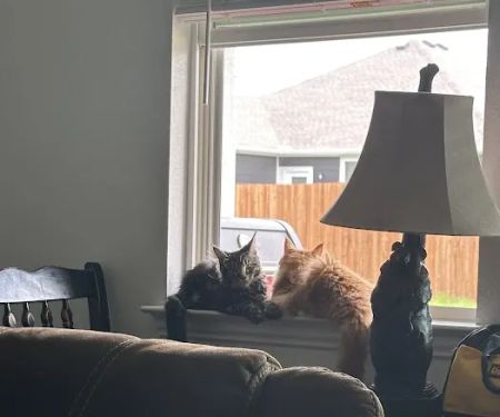 MeoWoof Kittens