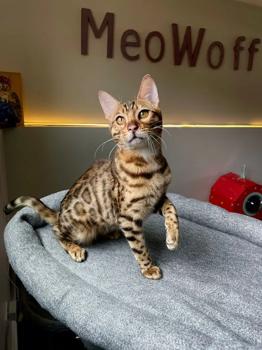 MeoWoof Kittens Picture 4