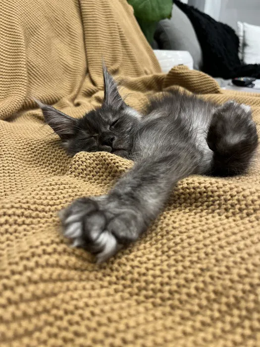 MeoWoof Kittens Picture 7
