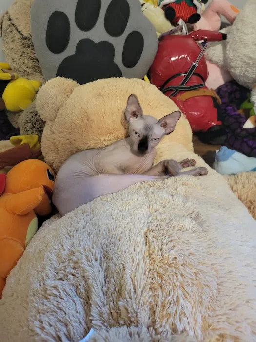 MeoWoof Kittens Picture 3