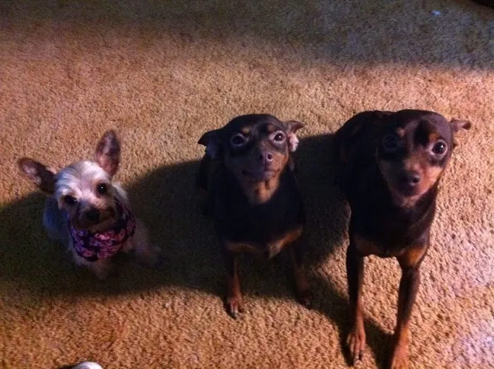 Lakeview Animal Clinic Picture 9