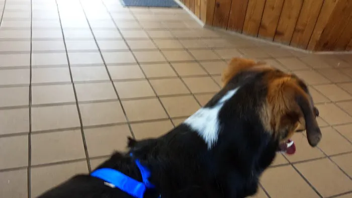 Lakeview Animal Clinic Picture 7