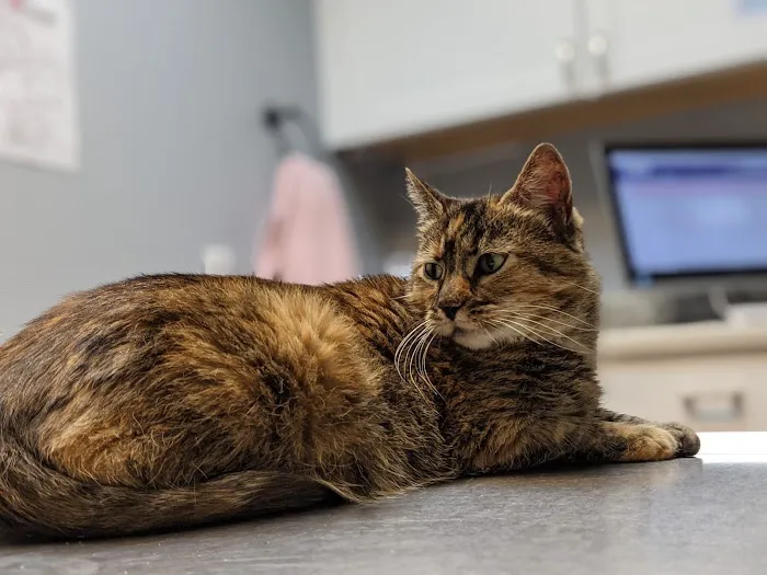 Latrobe Animal Clinic Picture 4