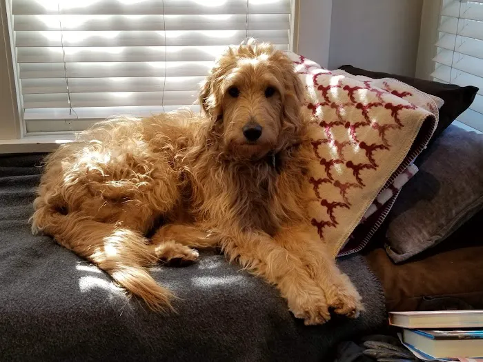 Kriser's Natural Pet Picture 2