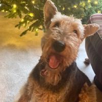 Kriser's Natural Pet ico