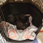 Valley View Vet Dr Chelsee Beal