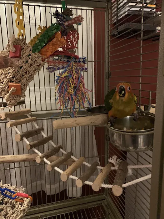 BIRDMAN'S PARROTS Picture 8