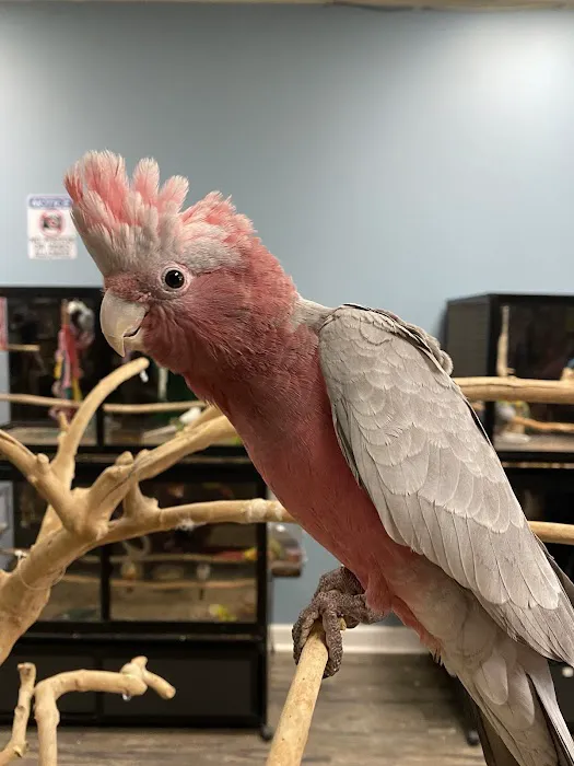 BIRDMAN'S PARROTS Picture 2