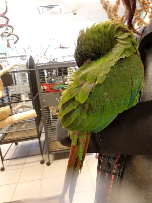 BIRDMAN'S PARROTS Picture 5