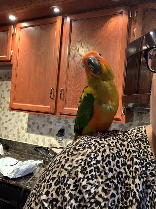 BIRDMAN'S PARROTS Picture 10