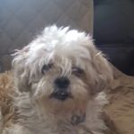 Mountain View Veterinary Care