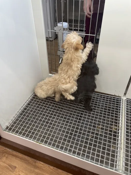 Petland Bolingbrook Picture 5