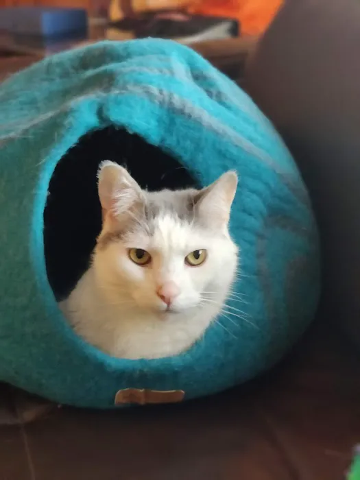 Pennsylvania Animal Wellness and Surgery Picture 4